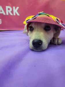 Cachorro estiloso