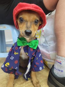 ITAQUÁ PARK SHOPPING PROMOVE PROGRAMAÇÃO ESPECIAL DA FEIRA DE ADOÇÃO PET EM AGOSTO