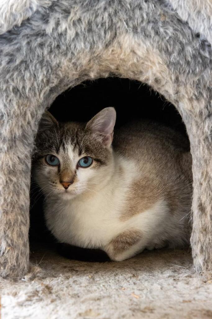 Itaquá tem mais de 70 animais à espera de adoção responsável