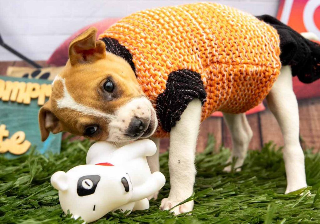 Itaquá tem mais de 80 animais disponíveis para adoção