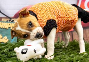Itaquá tem mais de 80 animais disponíveis para adoção