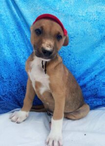 Itaquaquecetuba tem 68 animais disponíveis para adoção
